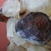 Coastal Mother-Of-Pearl Chandelier