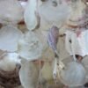 Coastal Mother-Of-Pearl Chandelier