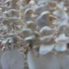 Seafoam Chandelier